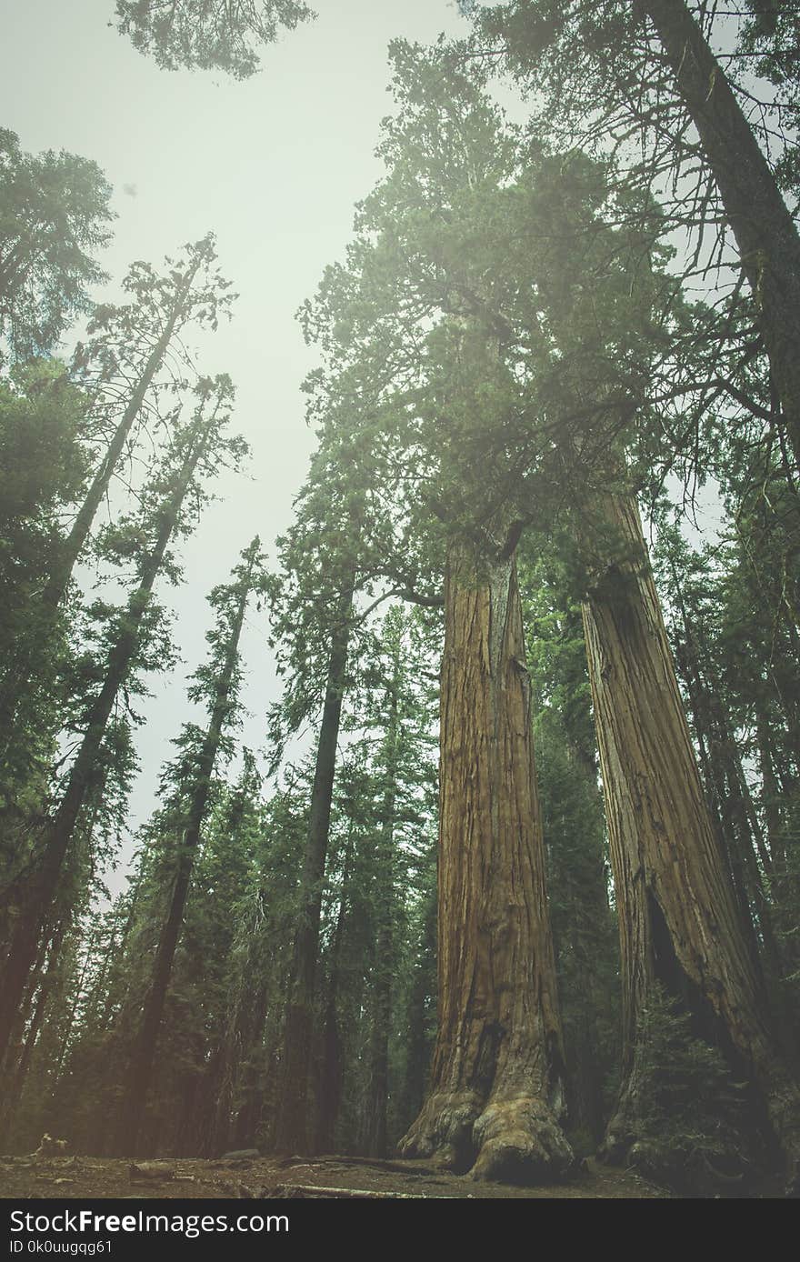 The beautiful vintage green forest like a fairytale at Sequoia National Park in yellow tone