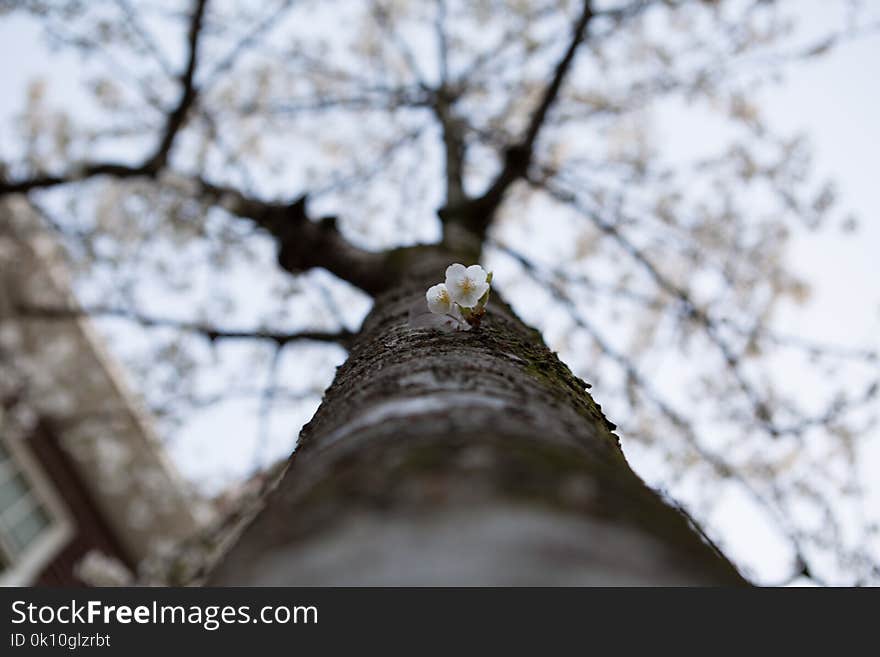 A tree in Amsterdam blossoming in spring in Holland. A tree in Amsterdam blossoming in spring in Holland.