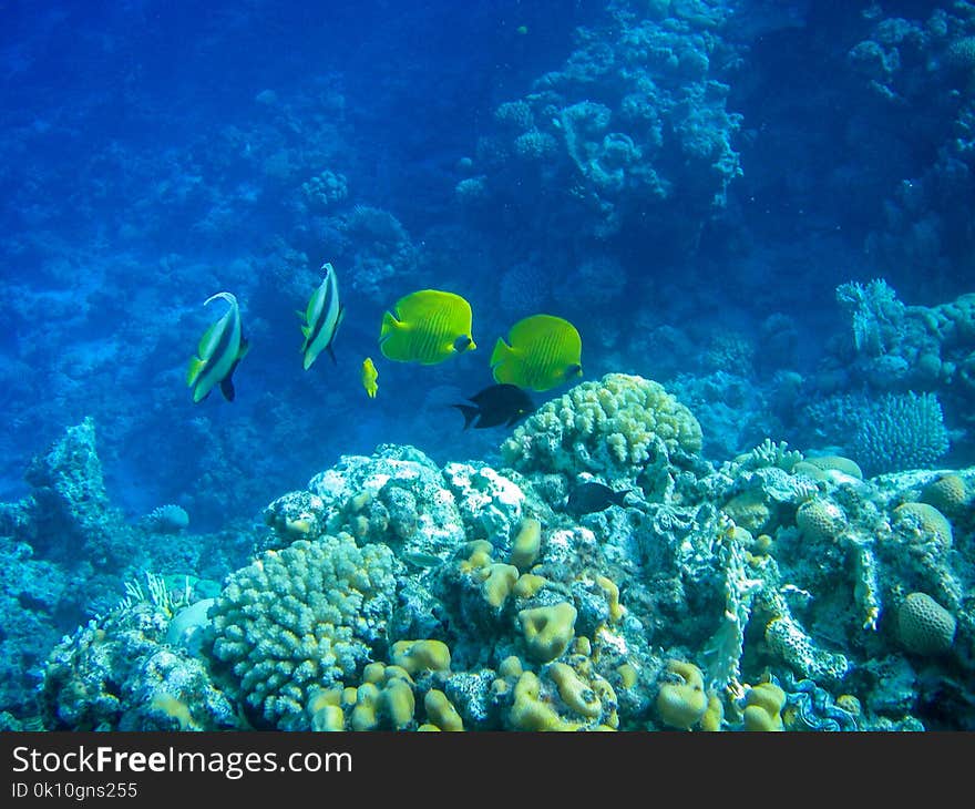 Underwater coral reef on the Red sea. Sinai peninsula, Egypt