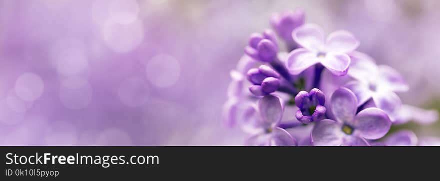 Lilac Flowers Spring Blossom