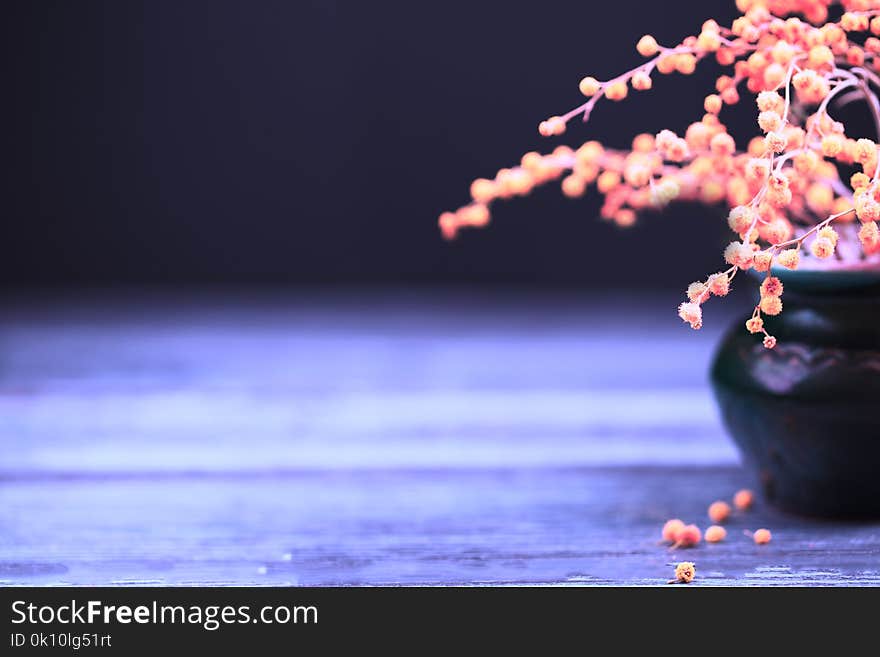 Toned flowers of a mimosa in a ceramic vase on a black background