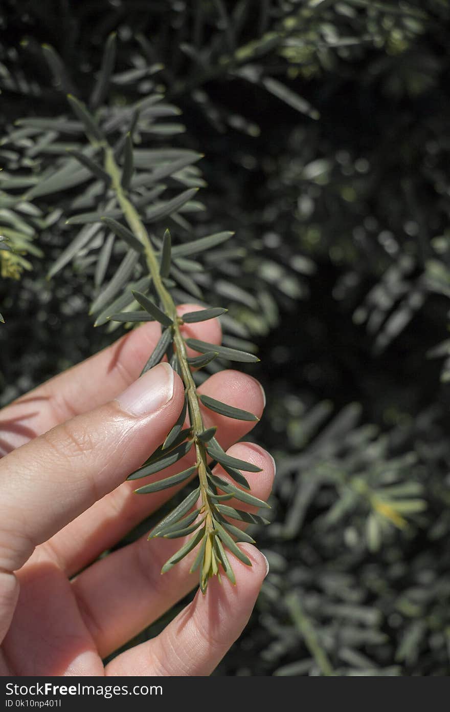 Hand holding a part of a green tree brunch. Hand holding a part of a green tree brunch