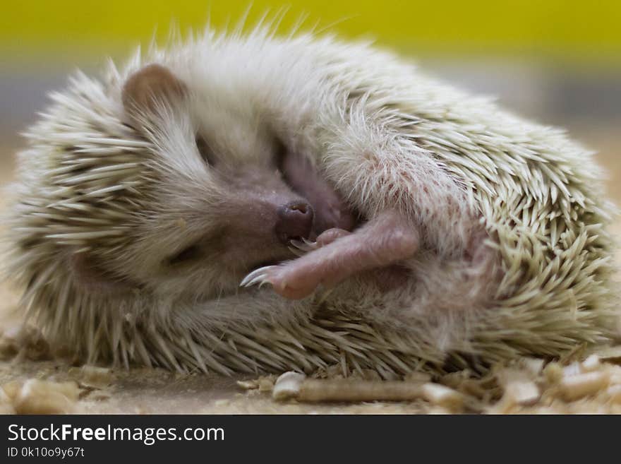 Sleeping little hedgehog closeup