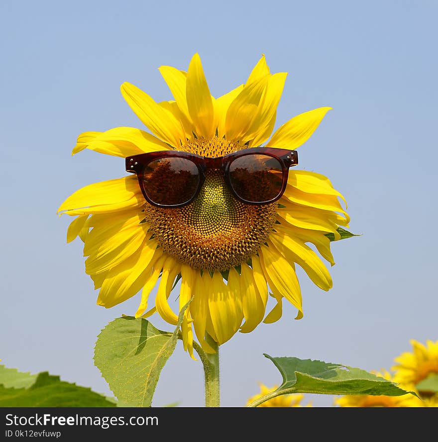 Sunflower Wearing Sunglasses