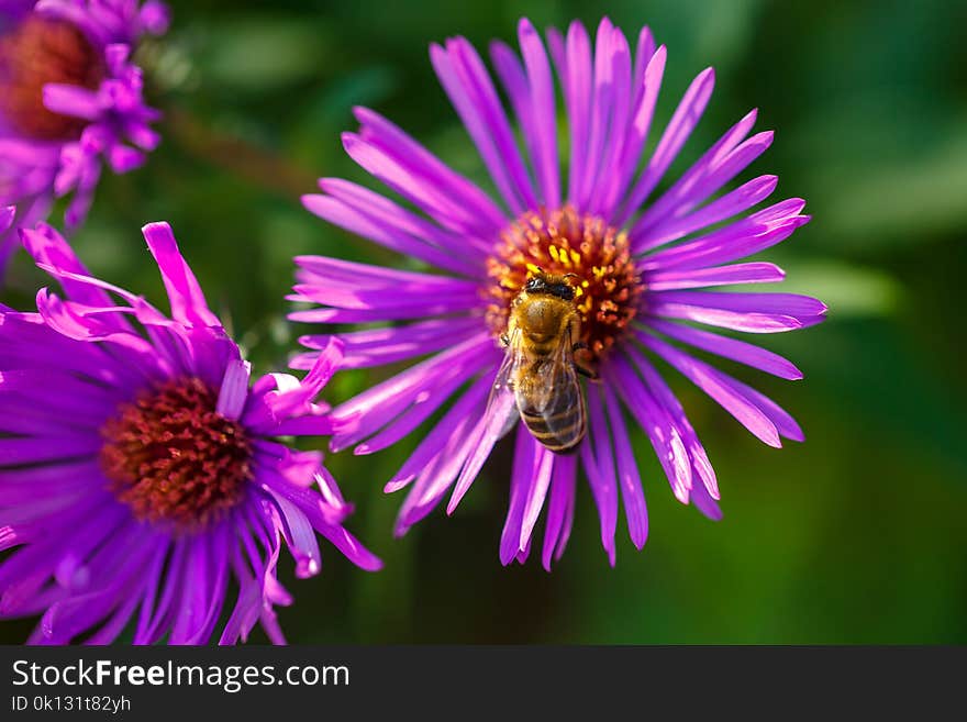 In spring, a bee on a lilac flower collects nectar.