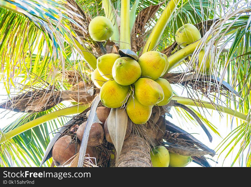 Beautiful Coconut and palm tree. Beautiful Coconut and palm tree