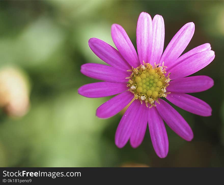 Macro Photography of a Pink Flower