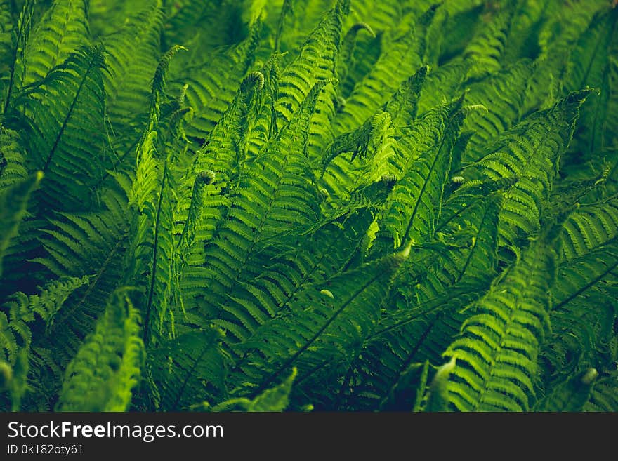 close-Up Photography of Fern