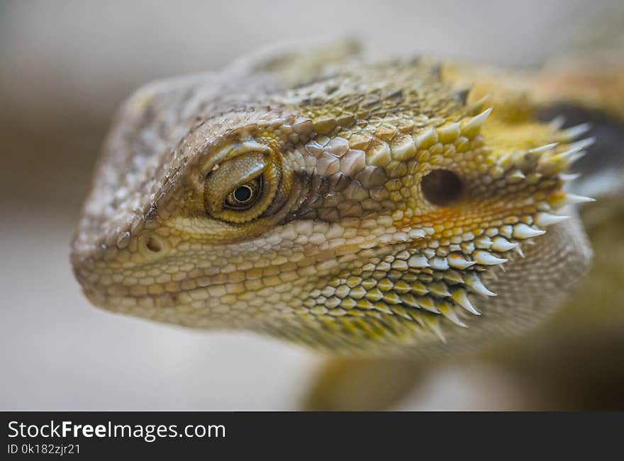 Close-Up Photography of Central Bearded Dragon