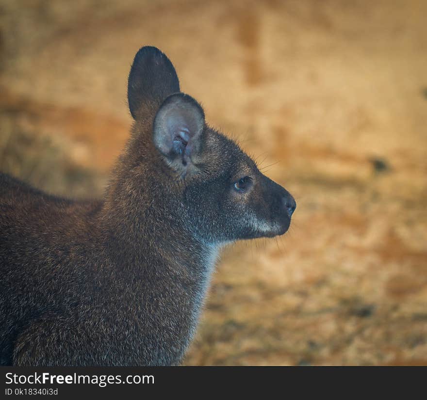 Selective Focus Photo of Brown Mammal