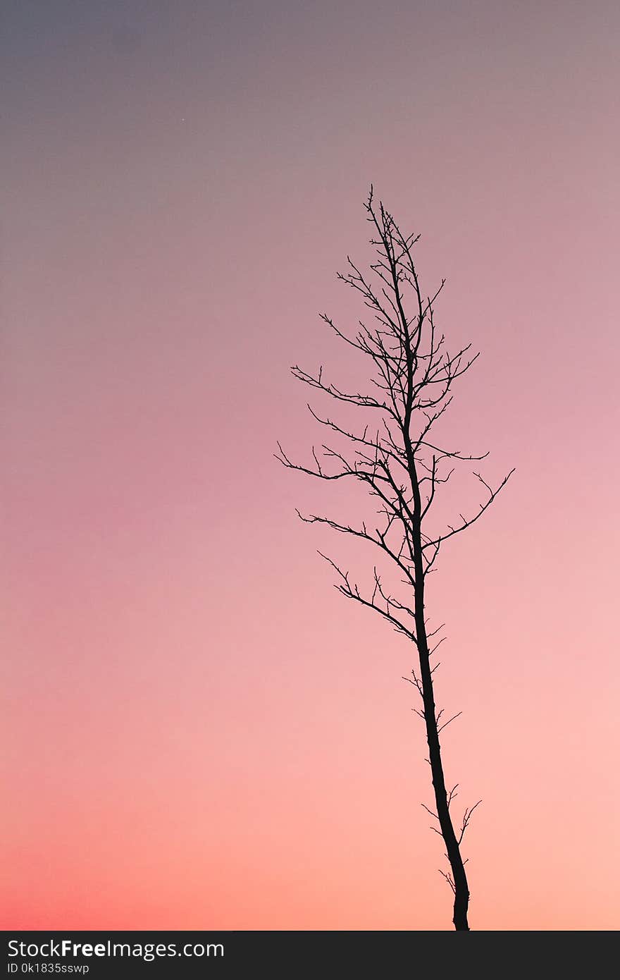 Silhouette Photo of Bare Tree