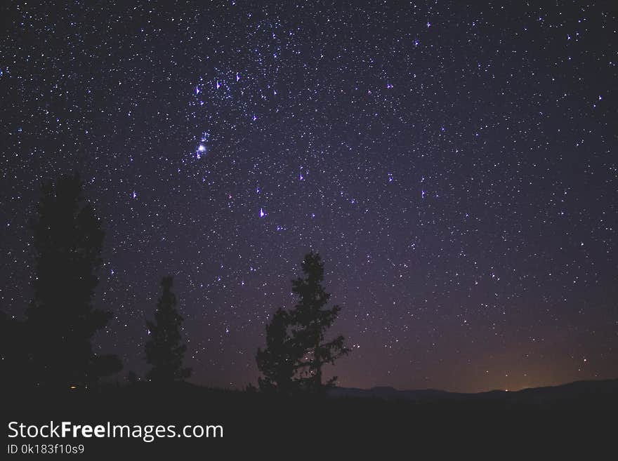 Silhouette of Trees during Night time