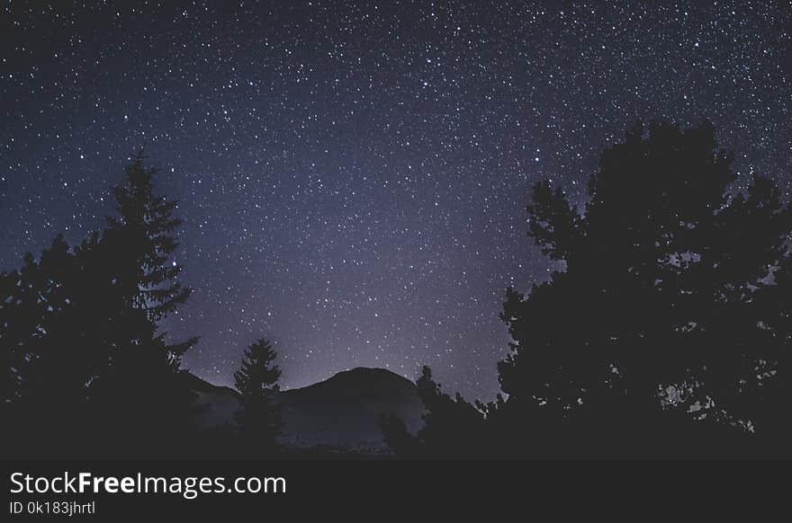 Silhouette of Trees and Mountain