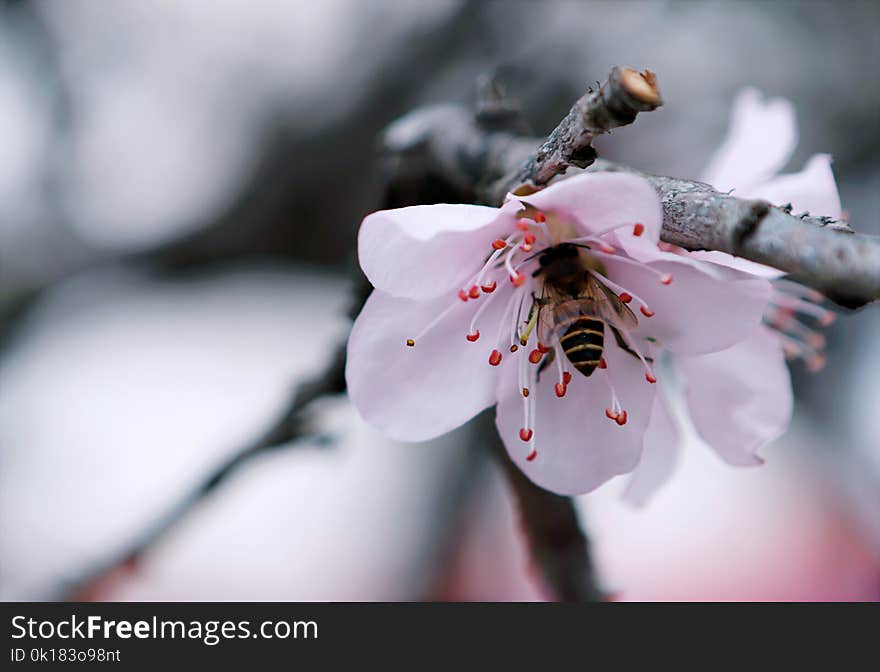 Selective Focus Photography of White Petaled Flower