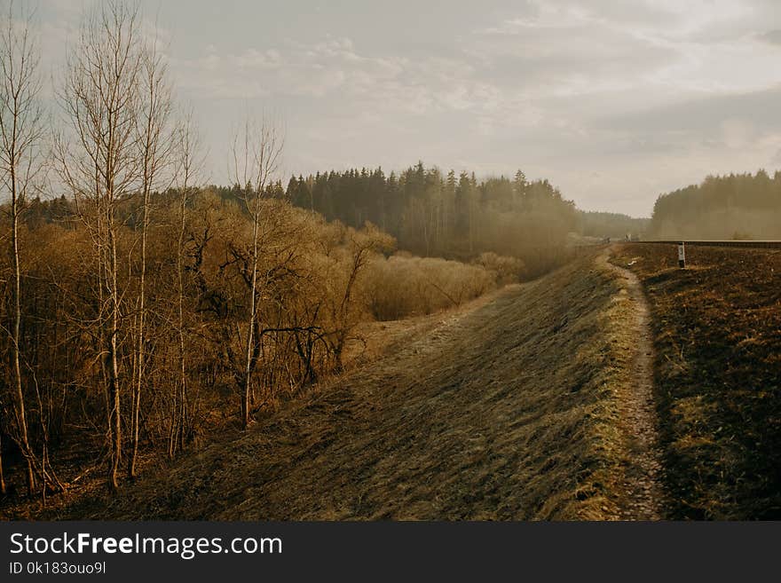 Scenic View of Trees