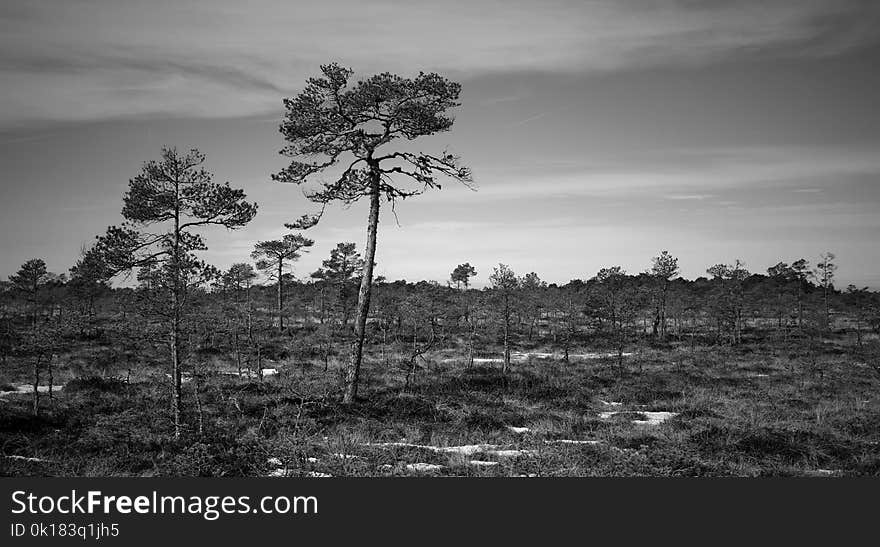 Grayscale Photo of Trees