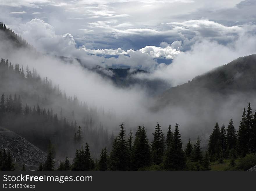 Scenic View of Trees Surrounded by Fog