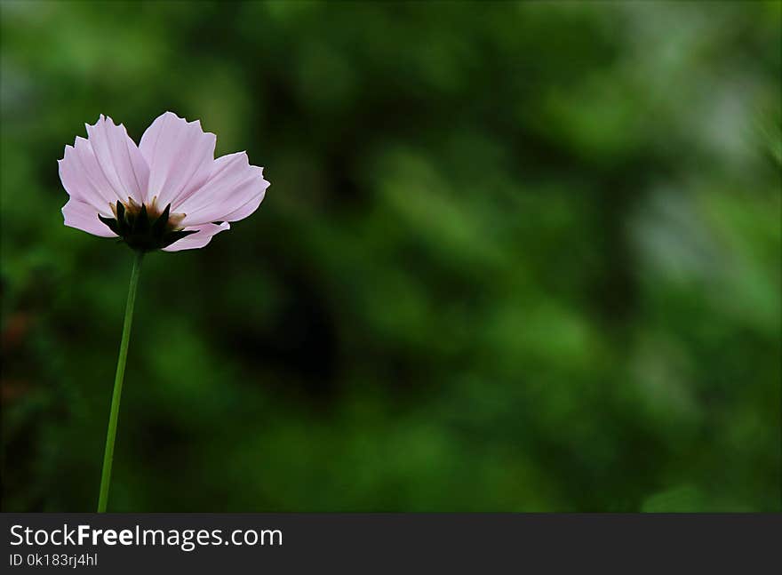 Close-up Photography of Pink Cosmos Flower