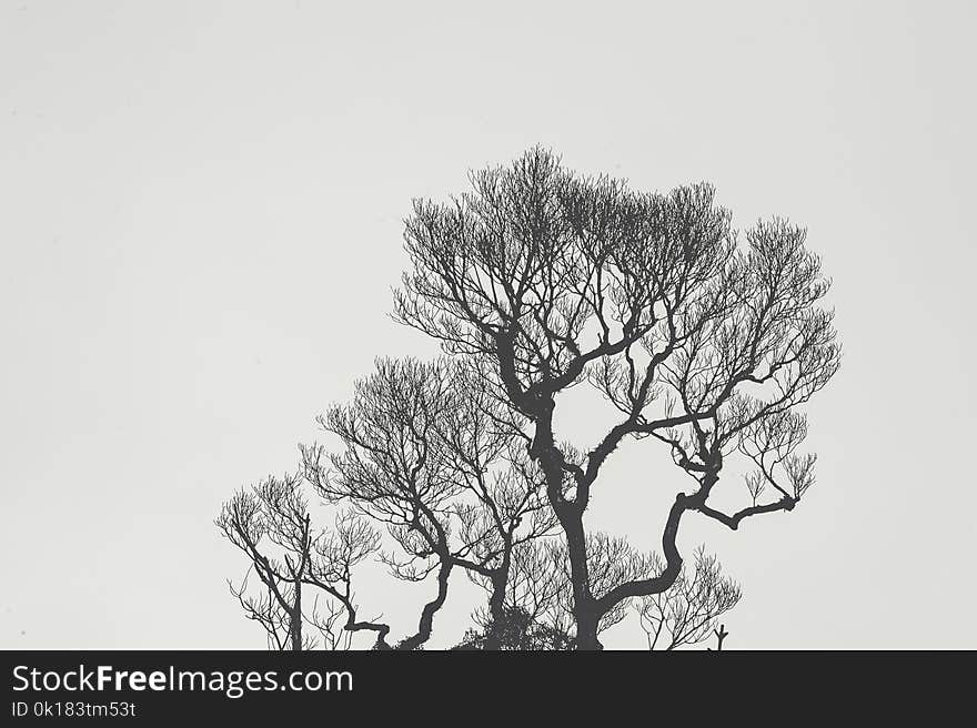 Monochrome Photography of Bare Tree