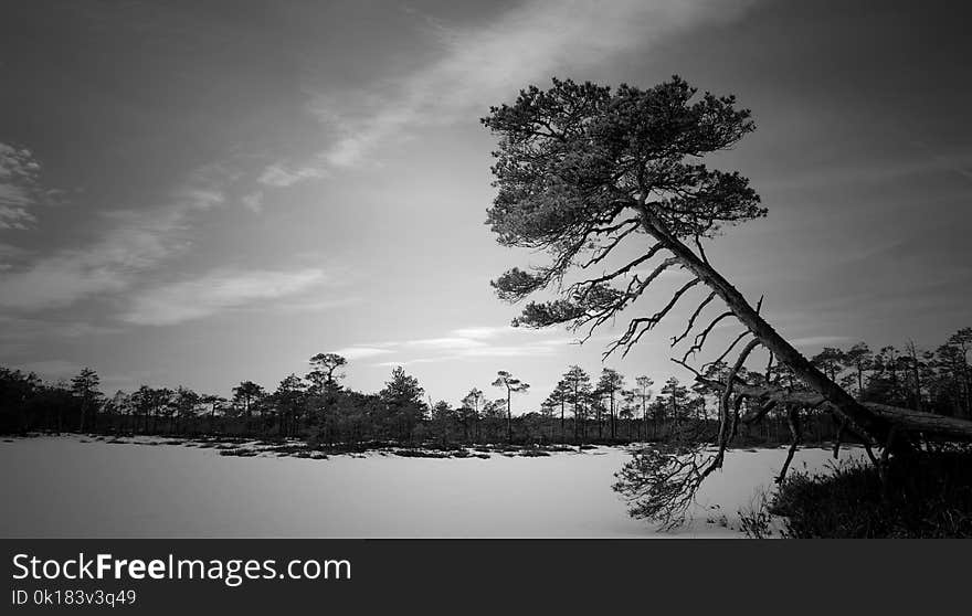 Grayscale Photo of Trees Near Body of Water