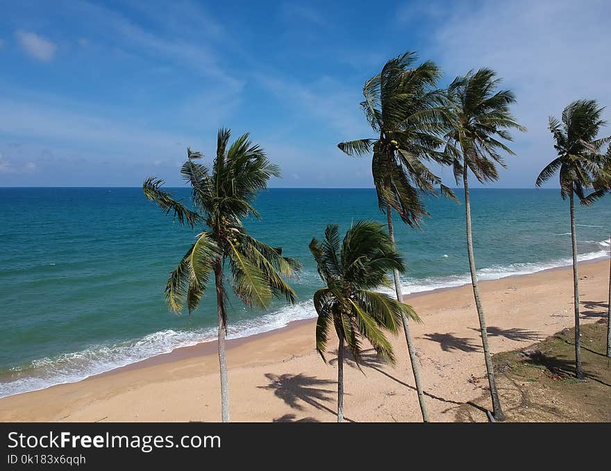 Photo of Coconut Trees on Beach