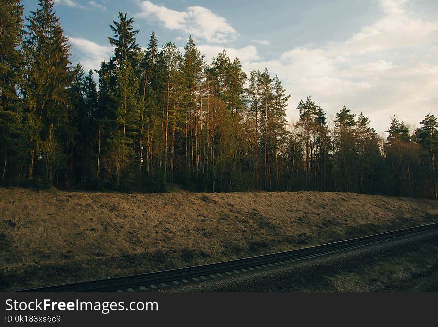 Photo of Trees Near Railway