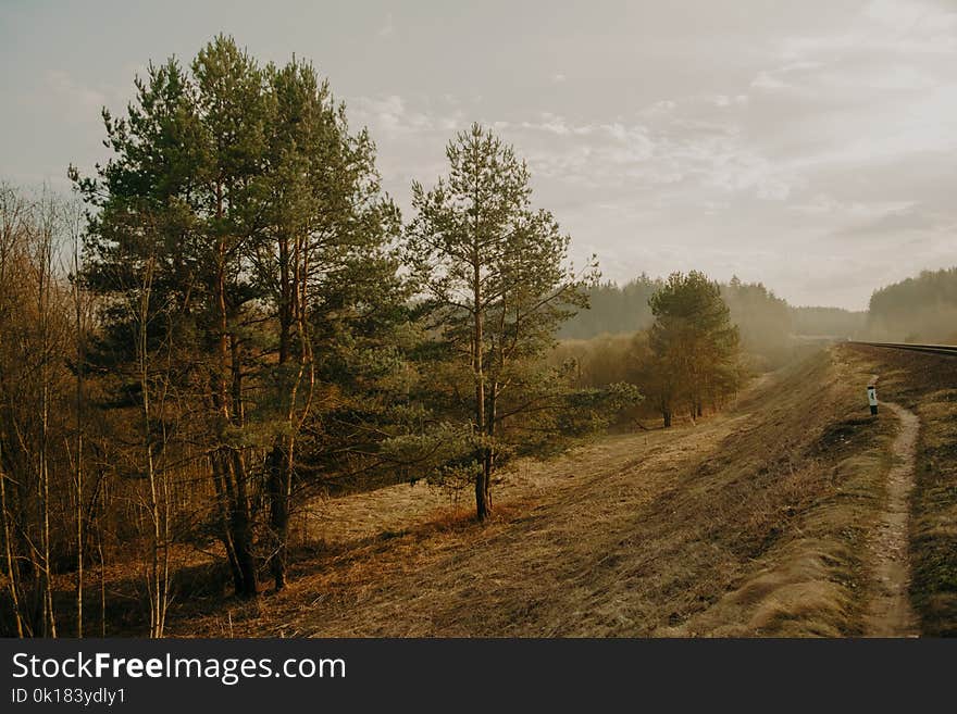 Scenic View of Trees