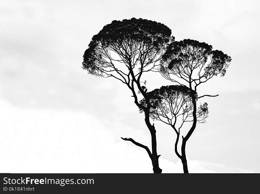 Silhouette Photo of Trees