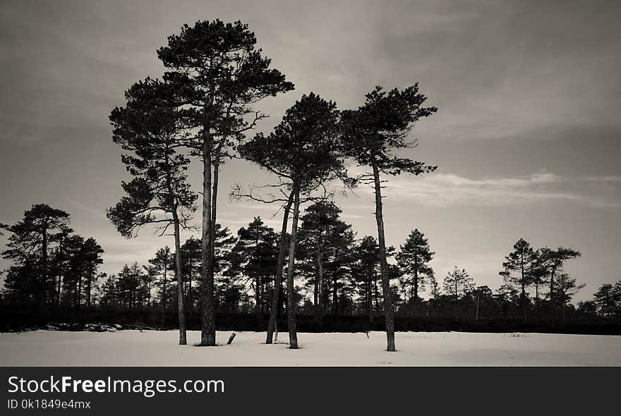 Grayscale Photography of Trees