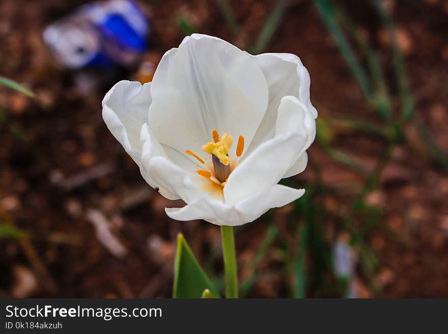 Close-Up Photography of White Tulip