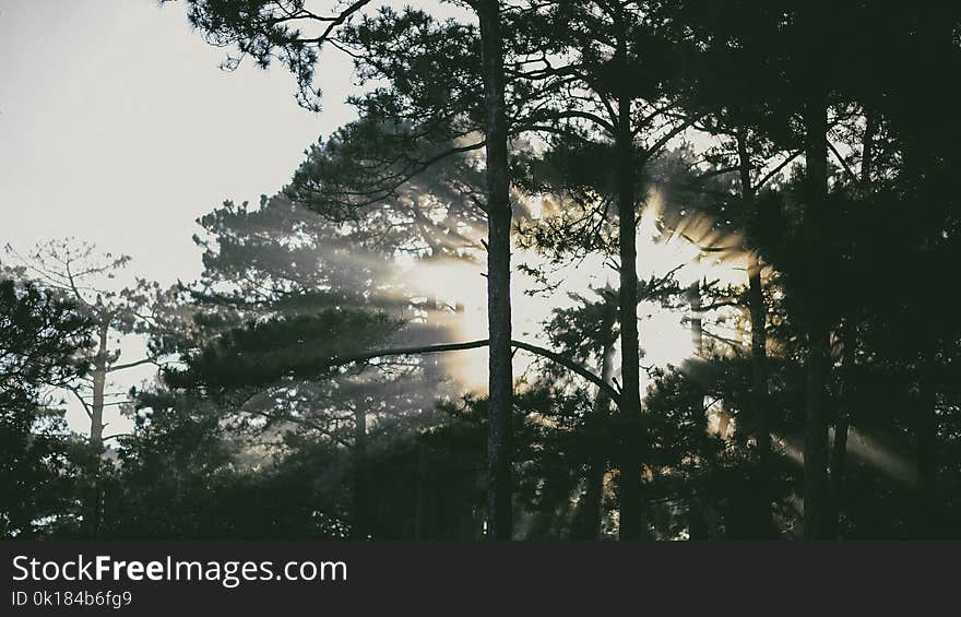 Photo of Tress at Sunrise