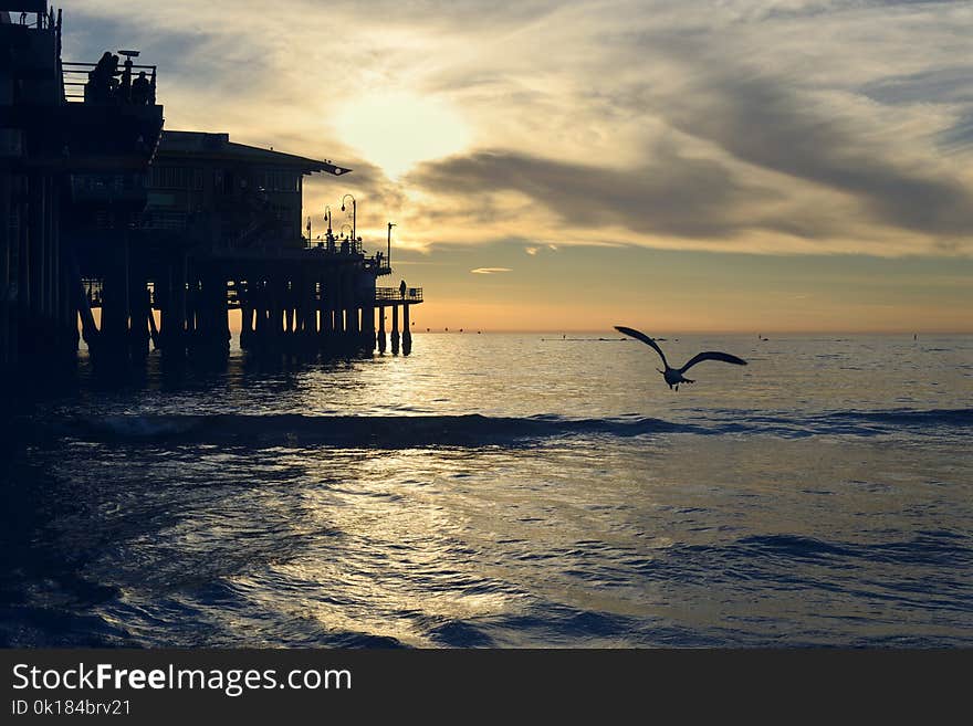 Silhouette Photography of Bird Near Sea Dock