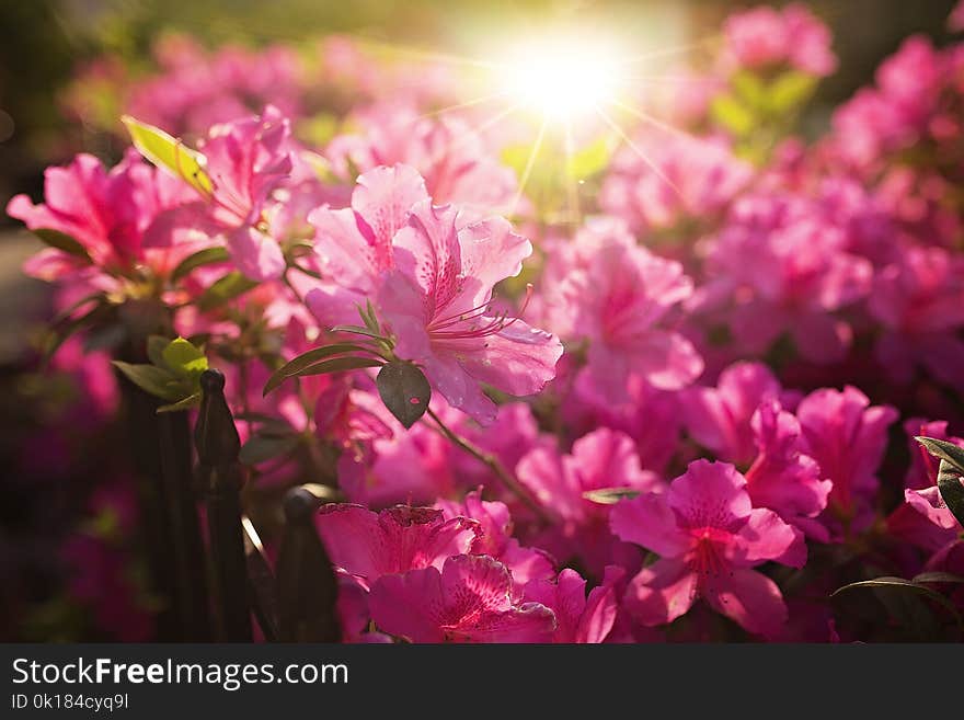 Close-Up Photography of Pink Flowers