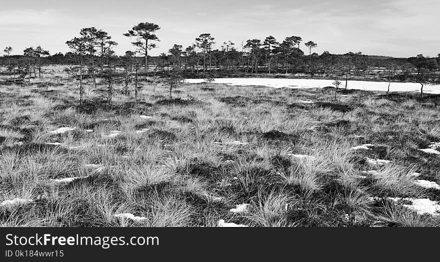 Grayscale Photo of Grass Field