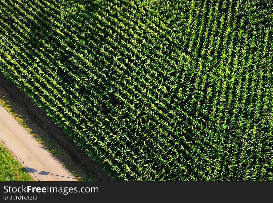 Green, Grass, Vegetation, Plant