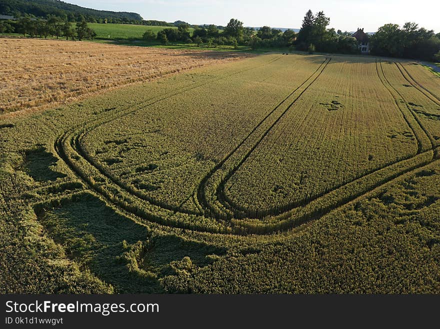 Field, Crop, Agriculture, Grass