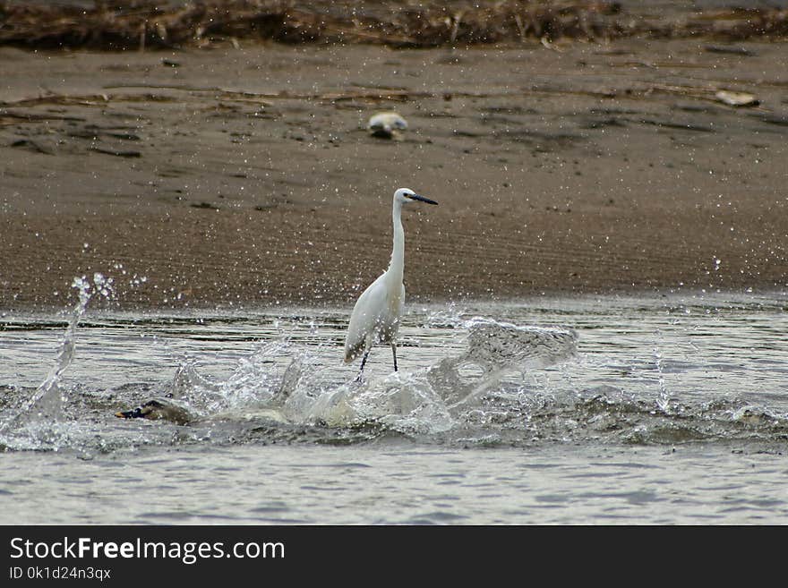 Bird, Fauna, Water Bird, Wildlife