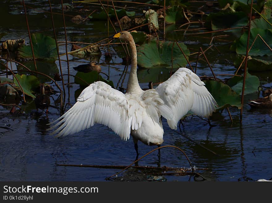 Bird, Water, Fauna, Beak