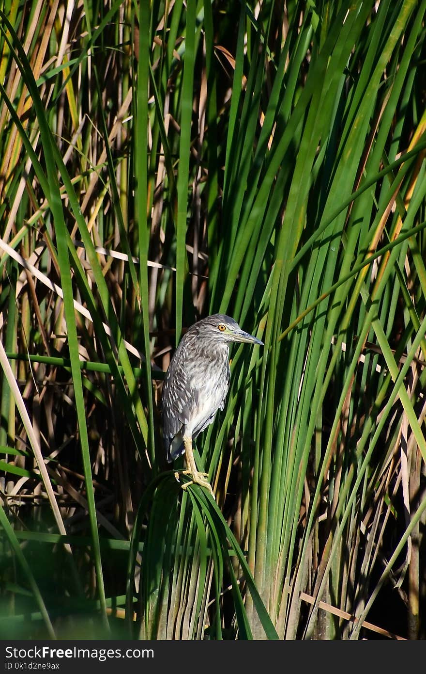 Bird, Ecosystem, Fauna, Beak