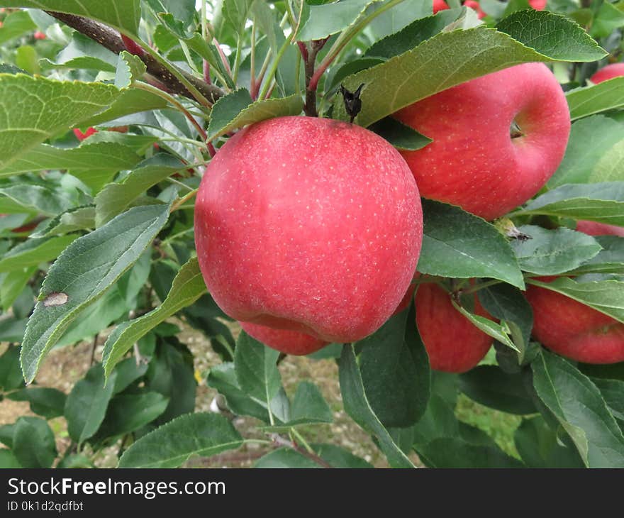 Fruit, Apple, Produce, Fruit Tree