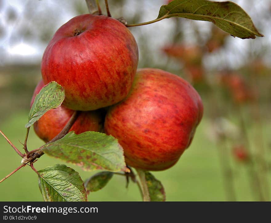 Apple, Fruit, Local Food, Produce