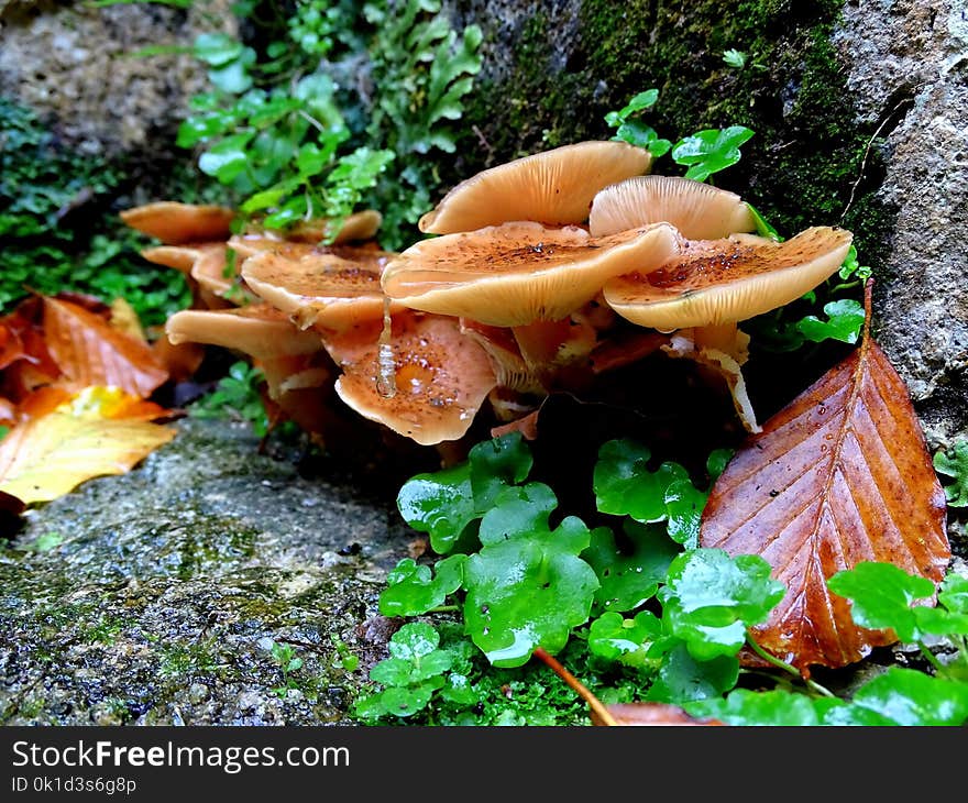 Fungus, Mushroom, Medicinal Mushroom, Edible Mushroom