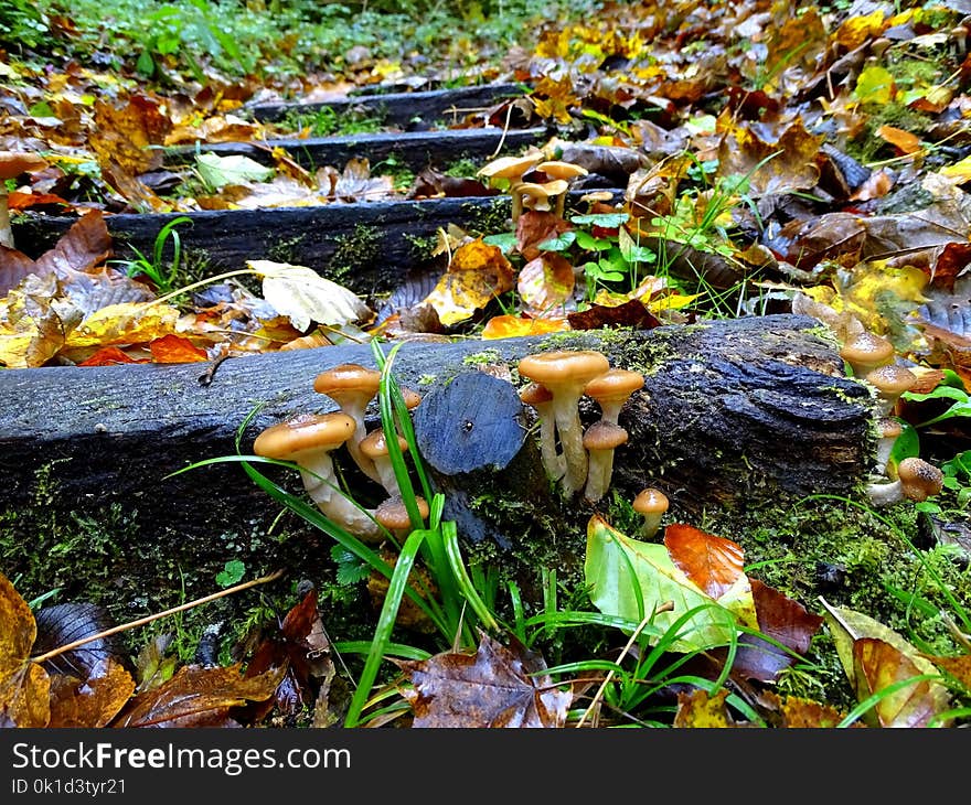 Leaf, Fungus, Autumn, Mushroom