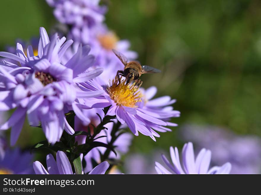 Flower, Honey Bee, Bee, Nectar