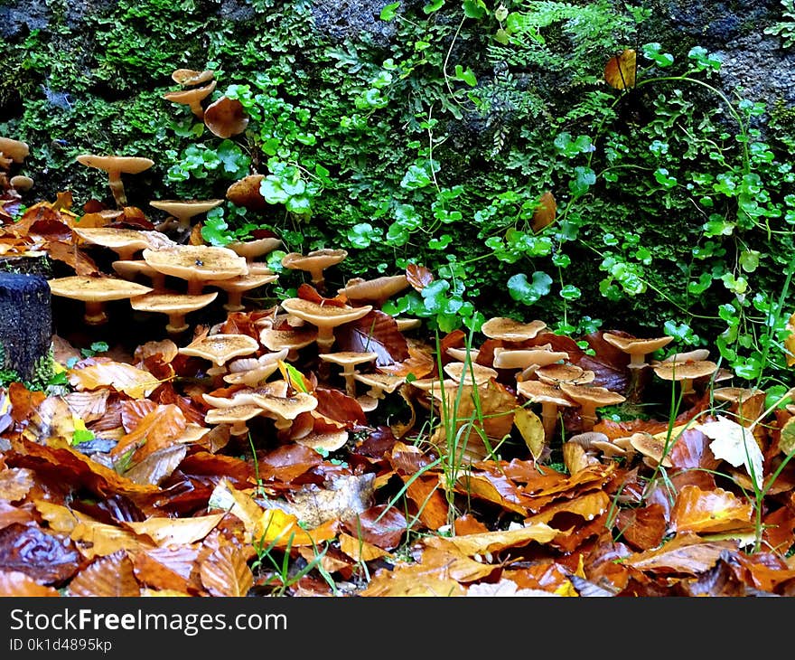 Leaf, Plant, Deciduous, Autumn