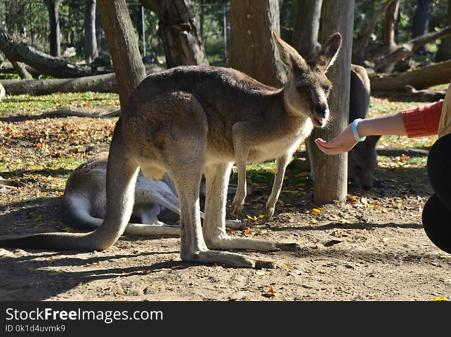 Kangaroo, Macropodidae, Fauna, Mammal