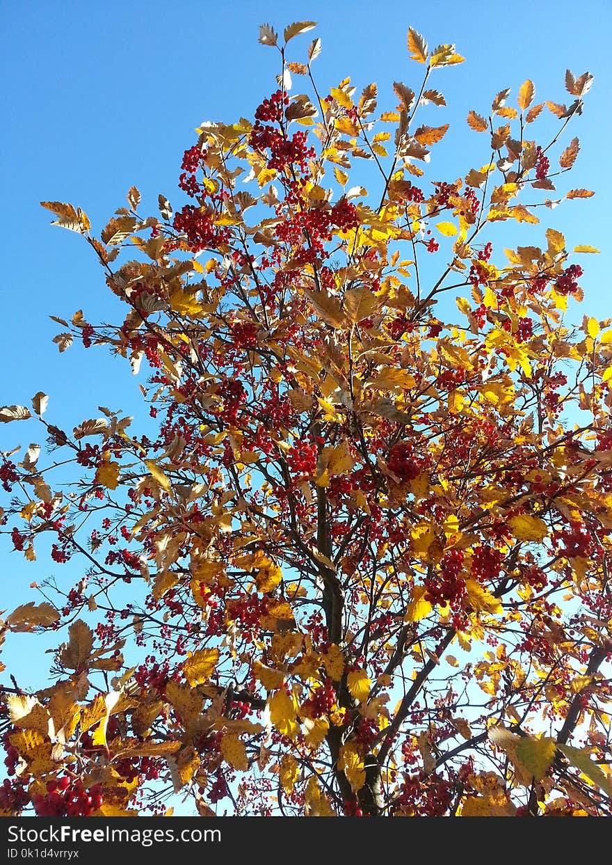 Tree, Branch, Autumn, Woody Plant