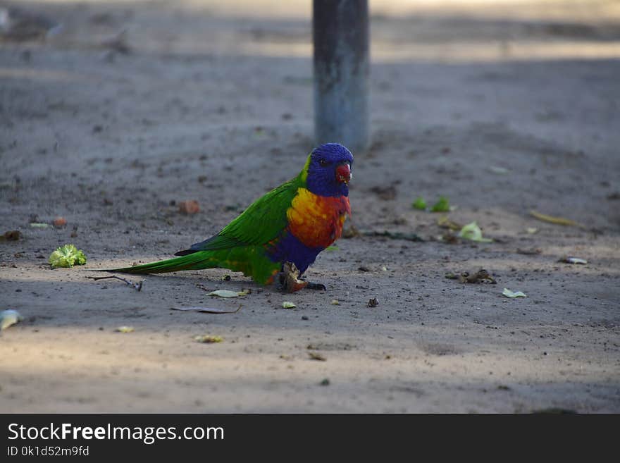 Bird, Parrot, Beak, Fauna