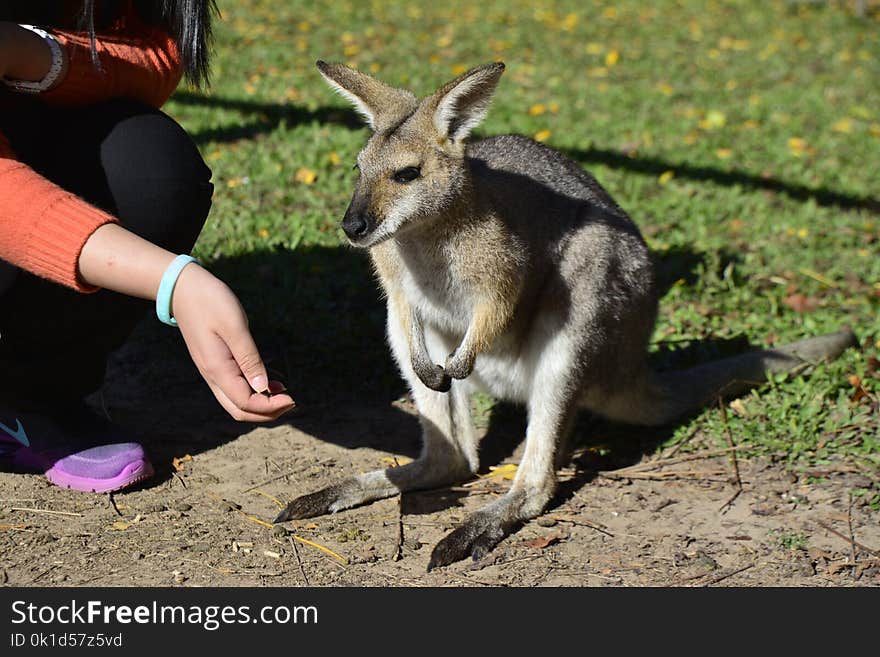 Kangaroo, Macropodidae, Wallaby, Mammal