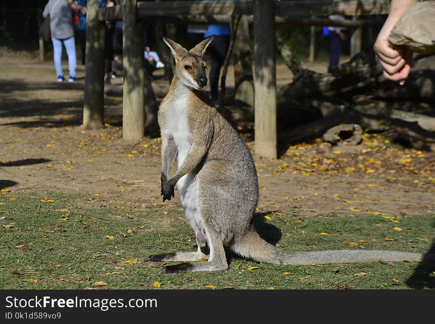 Kangaroo, Macropodidae, Mammal, Fauna